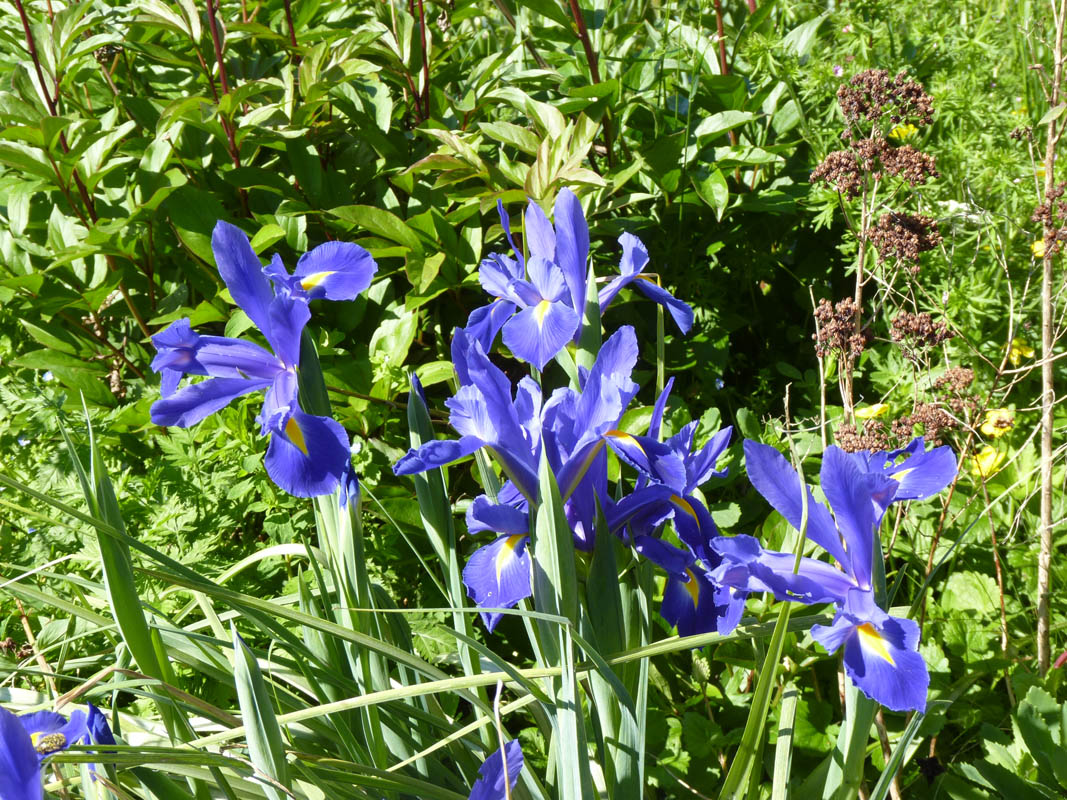 Iris × hollandica
